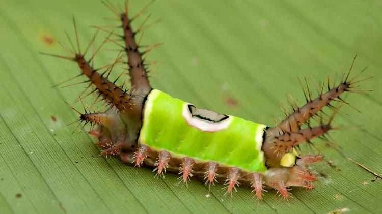 The world's ten deadliest poisonous insects