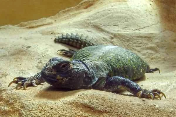 Spiny animals – spiny-tailed lizard (Uromastyx acanthinura)