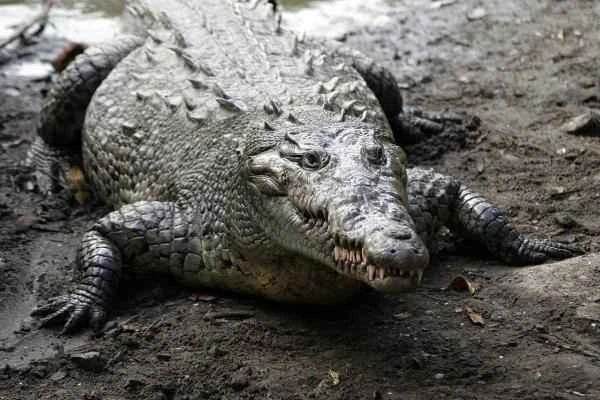 Endangered crocodile - the American crocodile is in a vulnerable state.