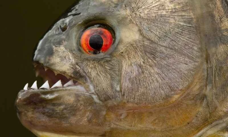 The world's top ten fish with the strongest bite force