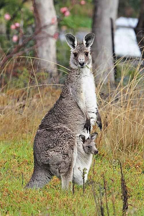 Detailed information about kangaroos and their habits