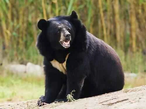 What animals do black bears eat? Revealing the carnivorous behavior of black bears.