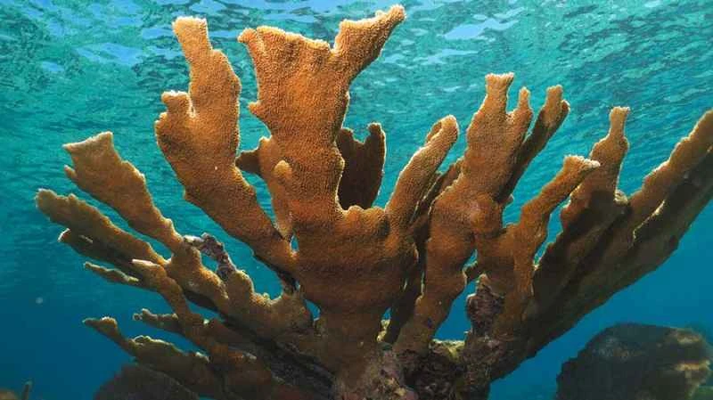 Close-up observation of staghorn coral