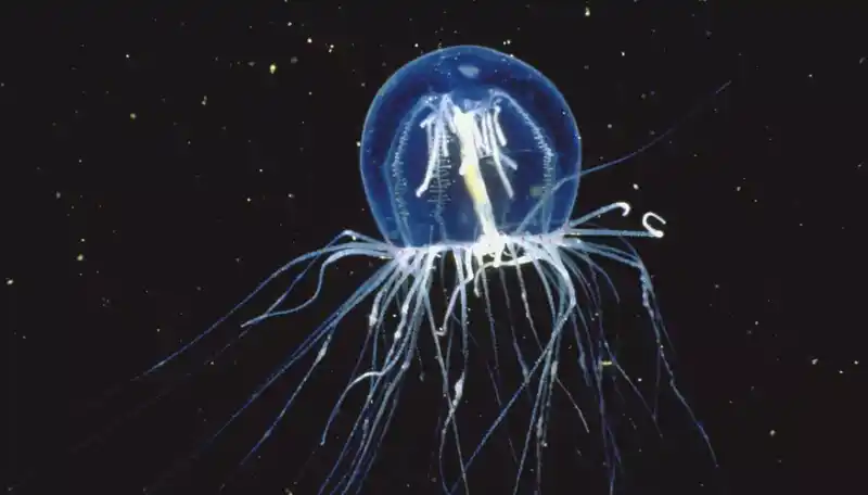 Animals with tentacles: unique creatures with sensory and hunting adaptations.