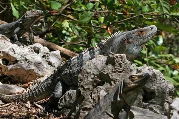 Mexican reptiles - Spiny-tailed iguana (Ctenosaura similis)