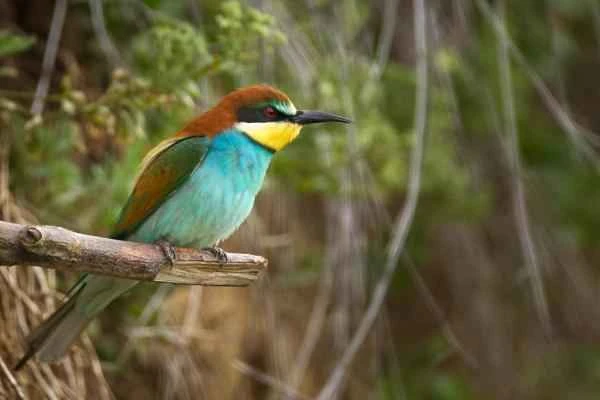 Aves de España - Abejaruco europeo