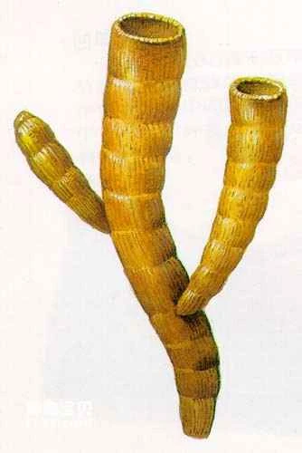 Habits and distribution of ancient cup animals