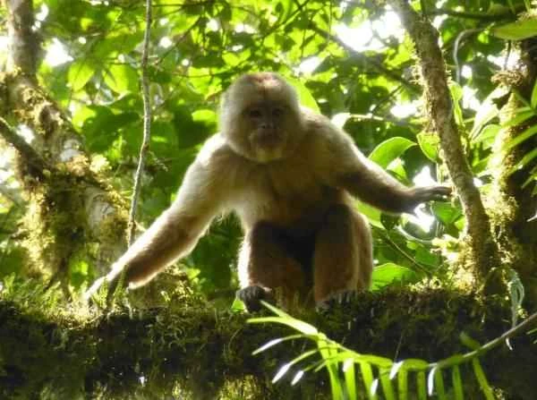 Monos en peligro de extinción - Capuchino ecuatoriano (Cebus aequatorialis)