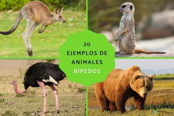 20 Bipedal Animals: Definitions and Typical Examples Explained