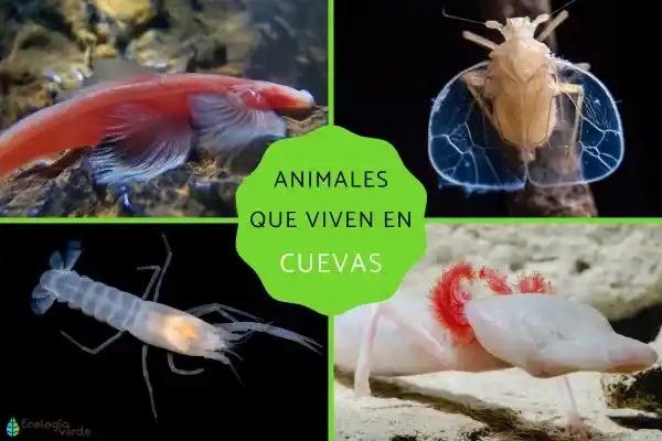 10 animals that live in caves