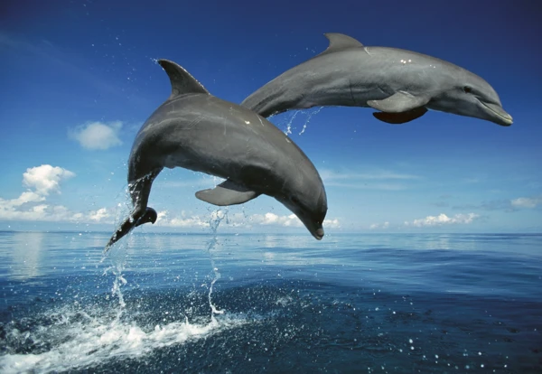 5 of the most intelligent animals: The amazing world of brains and wisdom