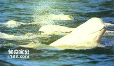 Beluga whale's living habits