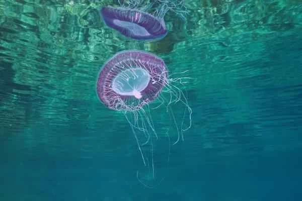 Medusas que no pican - Medusa aequorea