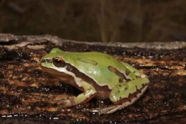 Animals en peligro de extinción en Puebla - Rana arborícola poblana (Sarcohyla charadricola)