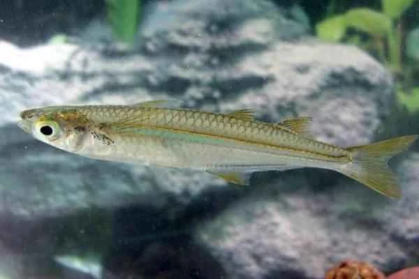 Animals en peligro de extinción en Guanajuato - Charal de la caldera (Chirostoma bartoni)
