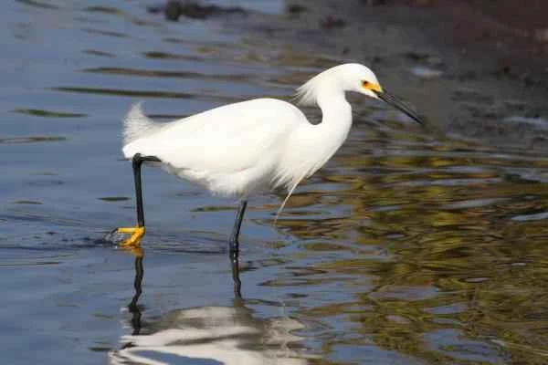 Wading birds: What are they and examples of them—Great egrets