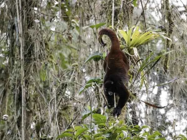 Animales de la sierra peruana - Mono choro lanudo de cola amarilla (Oreonax flavicauda)