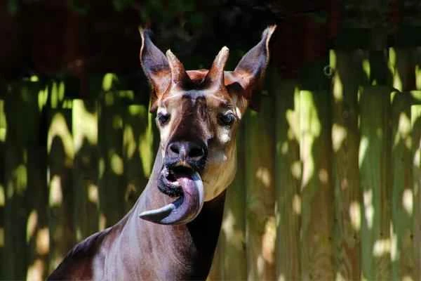 Animales con lengua azul-Okapi (Okapia johnstoni)