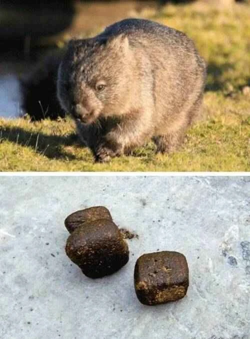 Animal excrement with unusual shapes: the unique art of excretion in nature