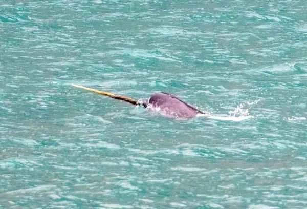 Narwhal Encyclopedia: A Comprehensive Analysis of Characteristics, Distribution, Habits, Diet, and Conservation Status