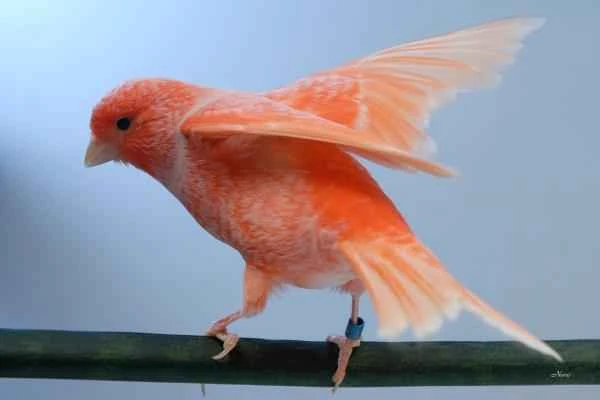 Animals bípedos: definición and ejemplos - Canario (Serinus canaria)