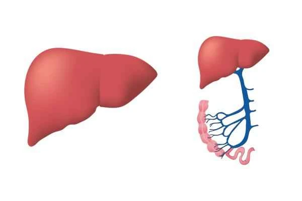 Animales que se regeneran - Ser humano (Homo sapiens sapiens)
