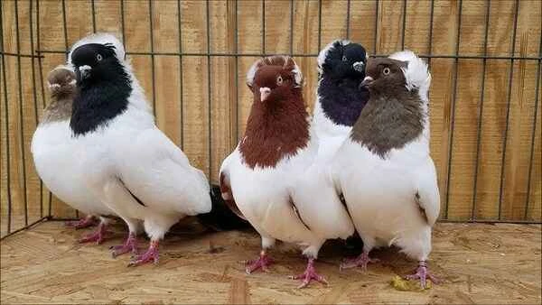 修女鸽（Nun Pigeon）