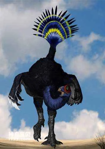 Fossil sites and physical characteristics of Caudata