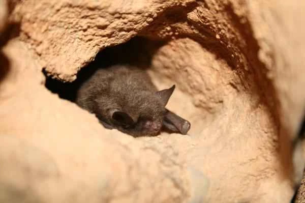 Bat species - Indiana bat (Myotis sodalis)