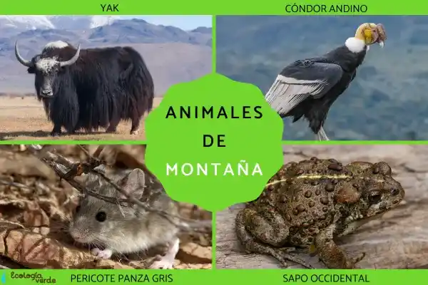 80 species of mountain animals (high-resolution images + distribution information)