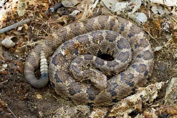 Especies endémicas de Baja California - Serpiente de cascabel de Baja California (Crotalus enyo)