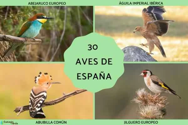 30 Most Beautiful Birds in Spain | A Comprehensive Guide to Common and Representative Birds of Spain
