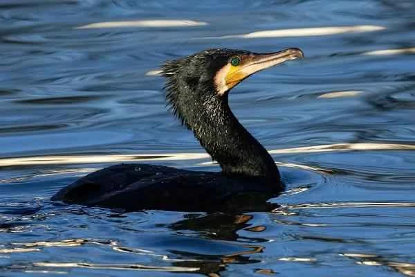 Mediterranean Seabirds - Great Cormorant