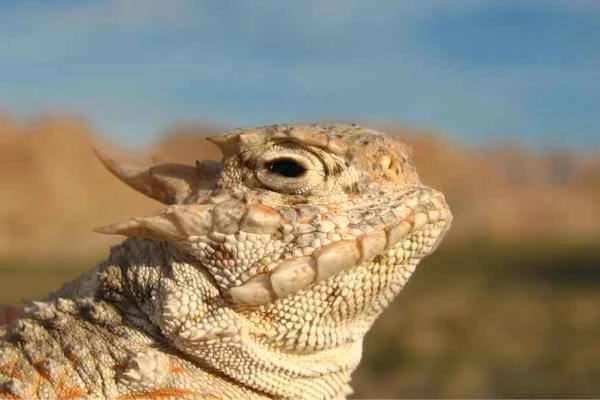 Mexican reptile - Desert Horned Lizard (Phrynosoma platyrhinos)