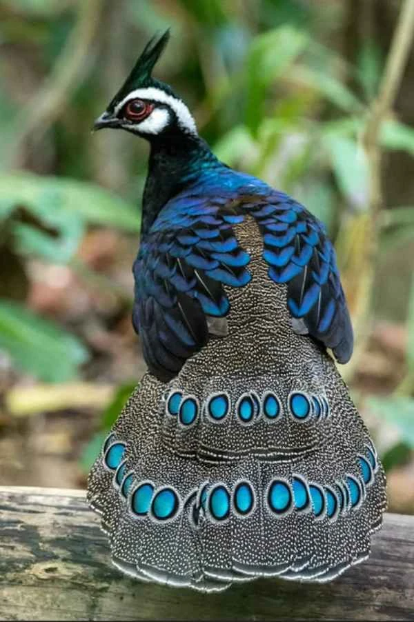 Palawan Peacock Pheasant: A Comprehensive Guide to a Rare Bird