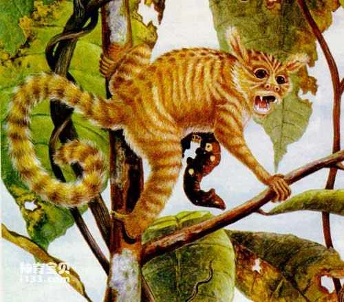 The Great Families of True Beasts after the Second Great Explosion