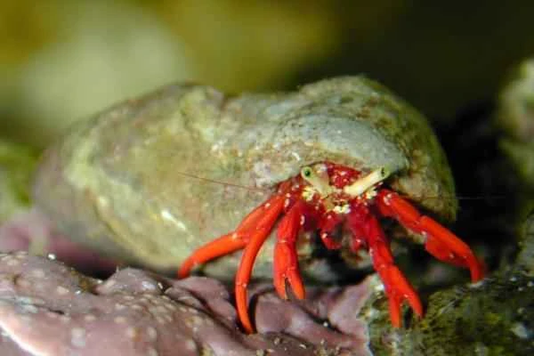 Crab species - Red reef hermit crab (Paguristes cadenati)