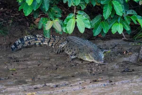 Cocodrilo marino: Características and dónde vive - Hábitat del cocodrilo marino