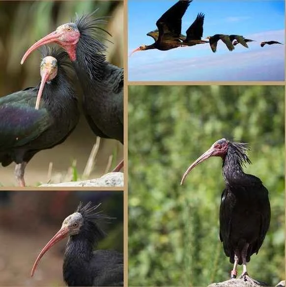 The future of the Northern Bald Ibis is in the hands of humankind.