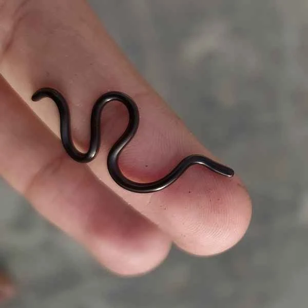 Brahman blind snake: A fascinating subterranean snake in nature
