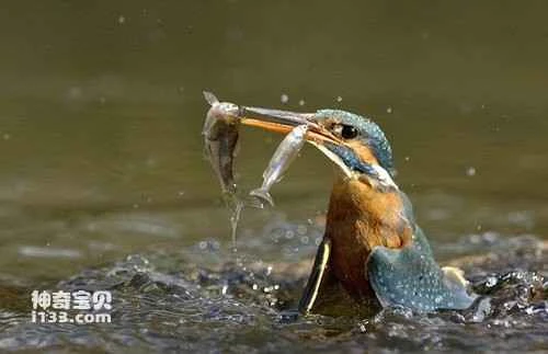 Kingfishers are catching fish in the pond.