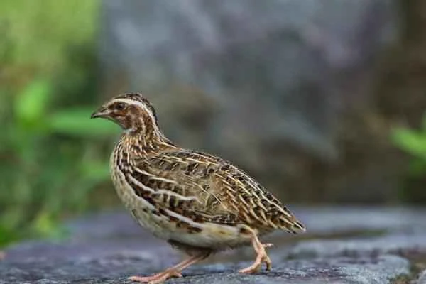 Animales que se hacen los muertos - Codorniz japonesa (Coturnix japonica)