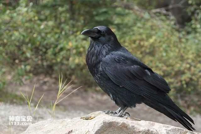 The world's top ten birds with black feathers