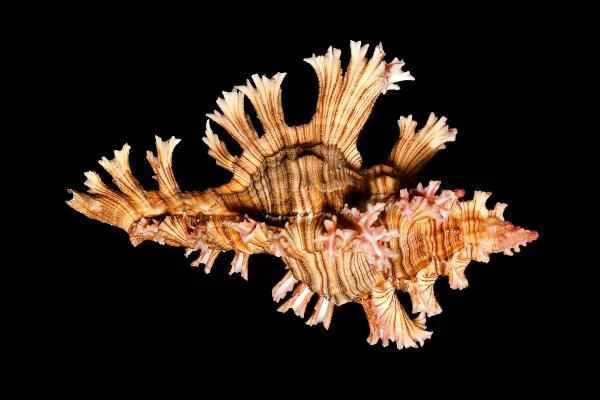 Sea snail species - Pink trumpet snail