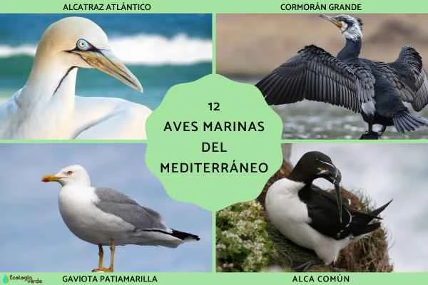 A Comprehensive Guide to Mediterranean Seabirds: Introduction to 12 Representative Species and Their Ecological Habits