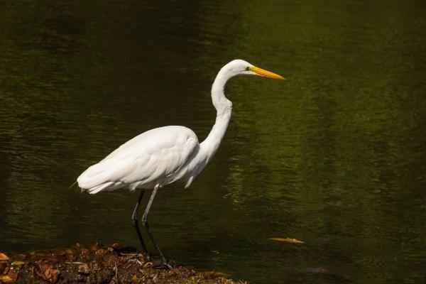 Species of Grey Herons - Great Egret