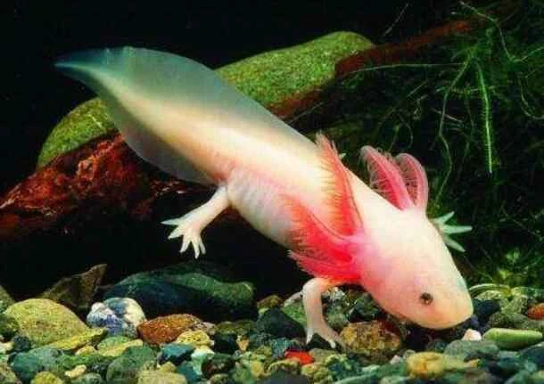 Images and information about the axolotl, an animal that resembles a dragon.