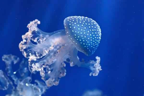 Medusas que no pican - Medusa de lunares blancos