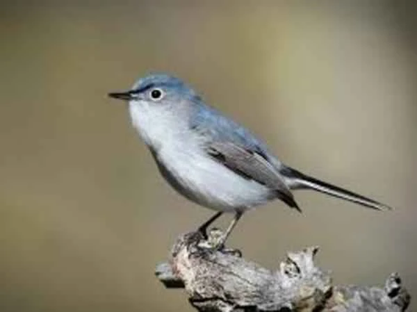 Mosquito-eating Grey Reed Warbler (Blue-grey flycatcher)