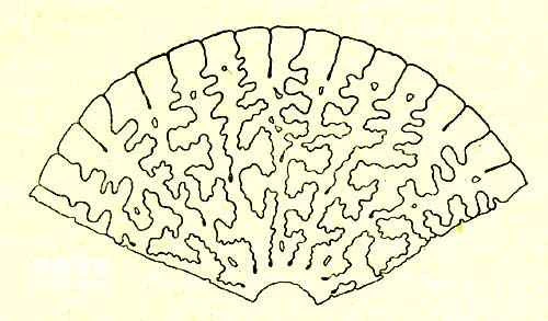 The earliest amphibians to appear on Earth (labyrinthodonts)